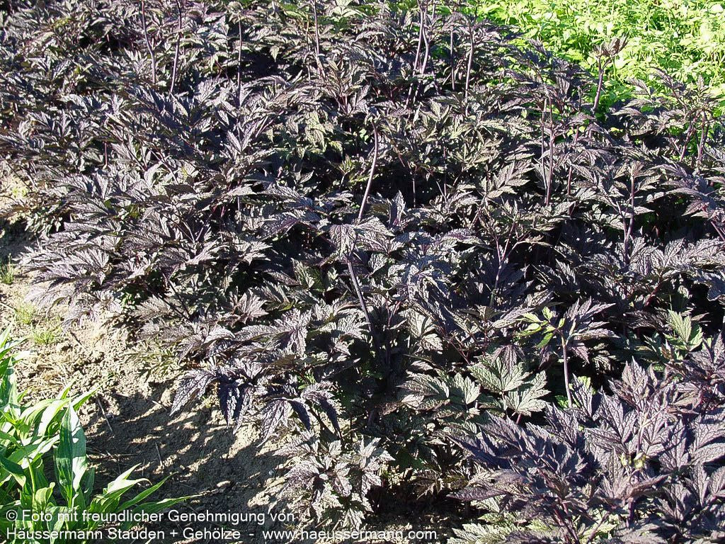 Oktober-Silberkerze 'Brunette' (Cimicifuga simplex)