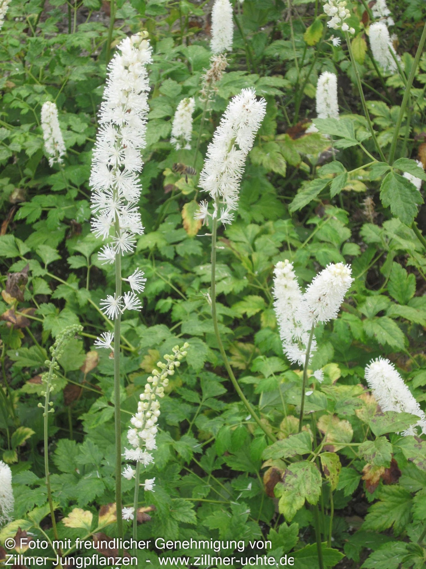 Oktober-Silberkerze 'White Pearl' (Cimicifuga simplex)