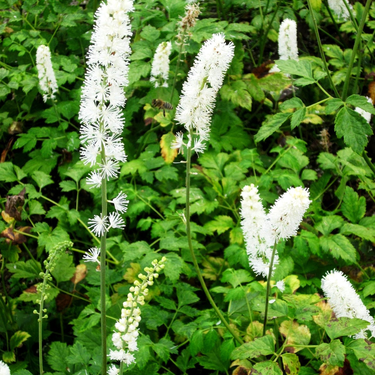 Oktober-Silberkerze 'White Pearl' (Cimicifuga simplex)
