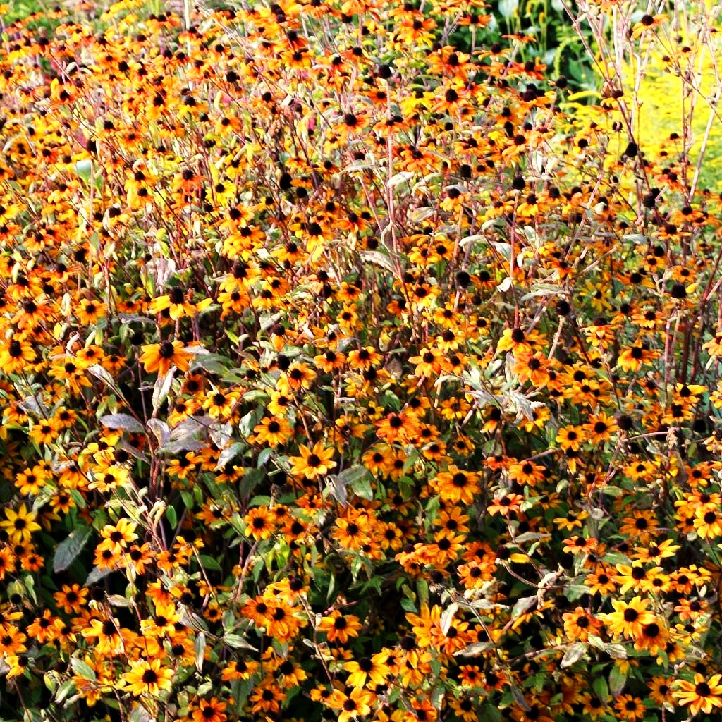 Oktober-Sonnenhut 'Prairie Glow' (Rudbeckia triloba)