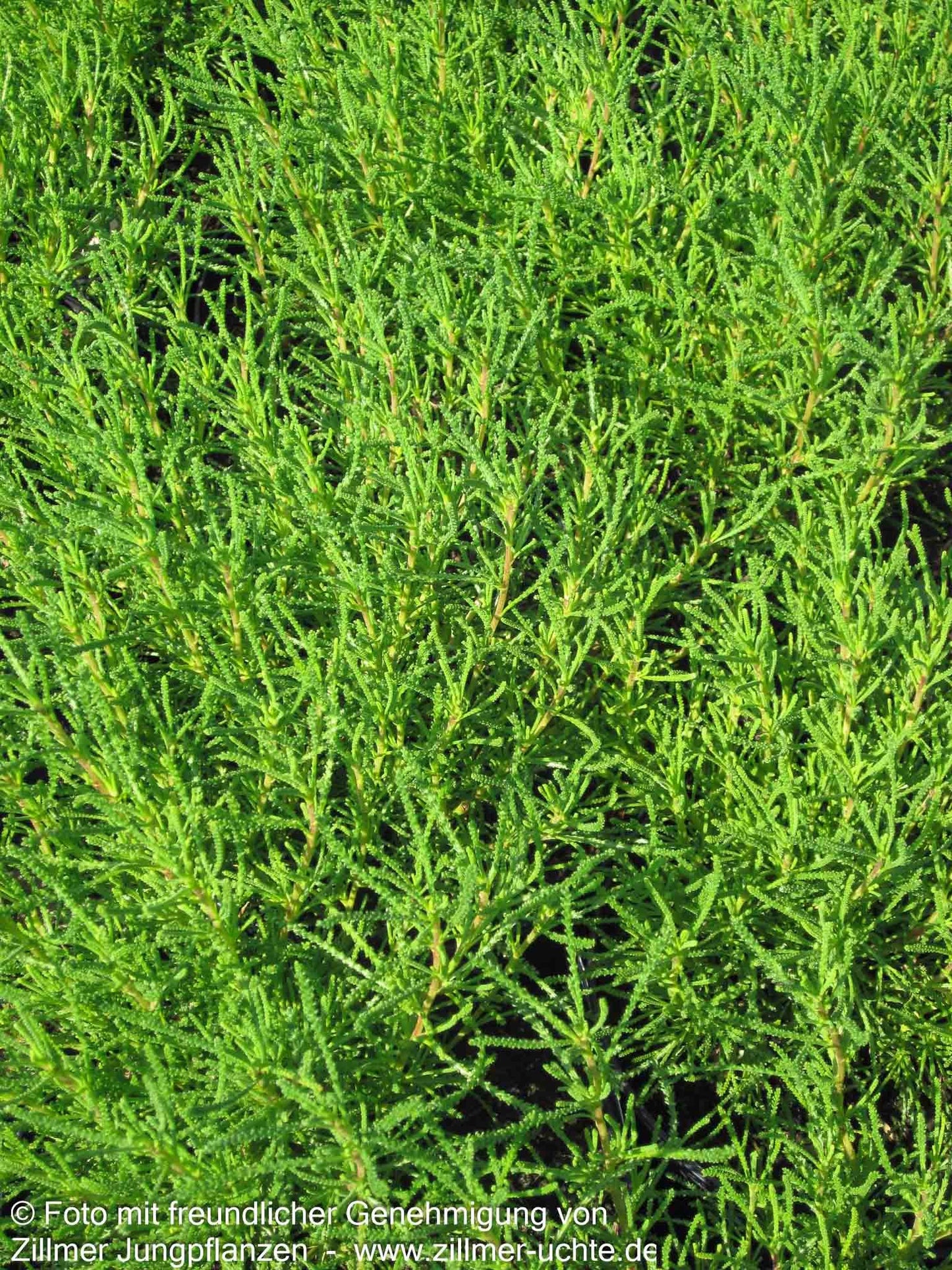 Olivenkraut (Santolina rosmarinifolia)