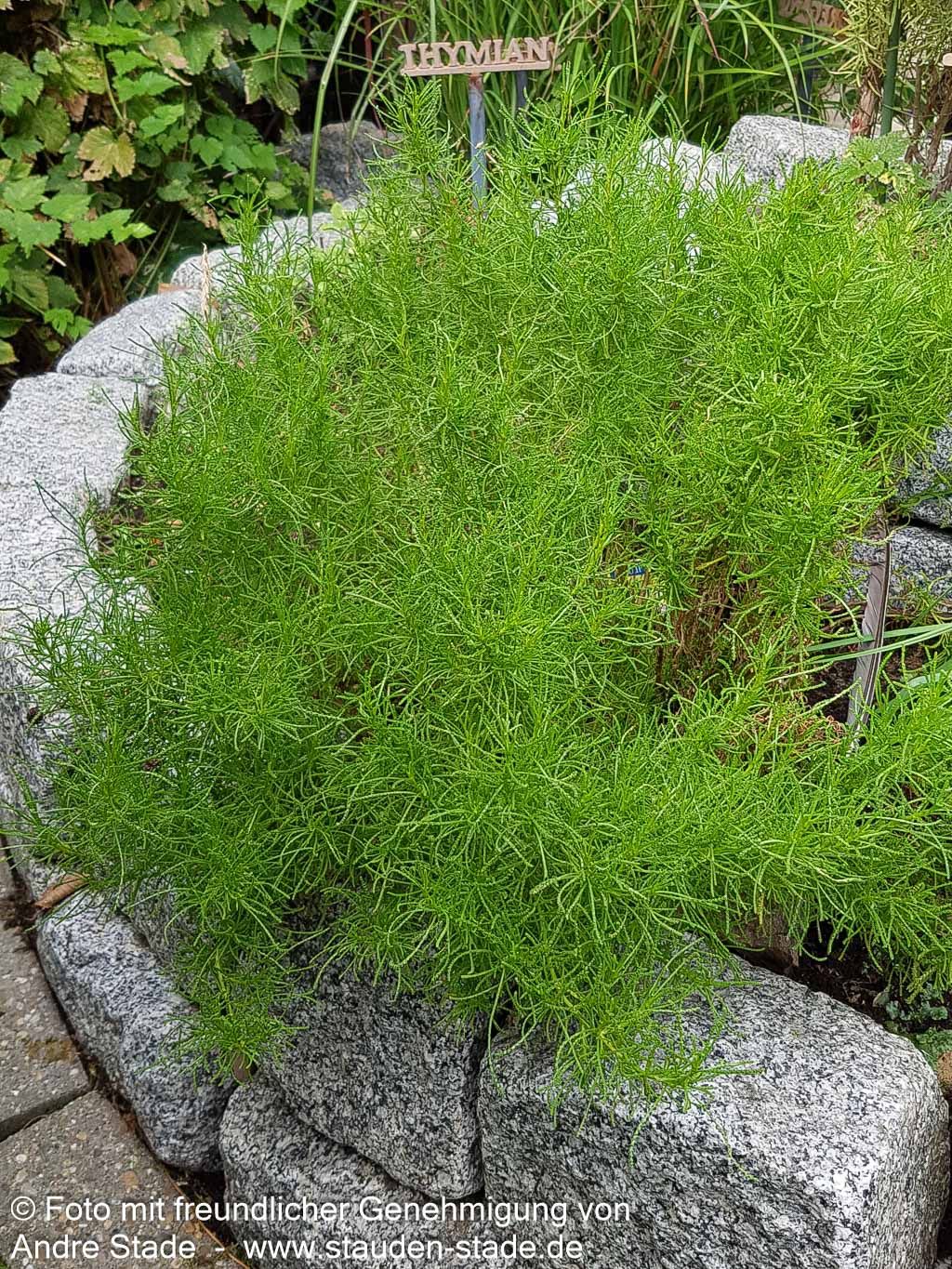 Olivenkraut (Santolina rosmarinifolia)