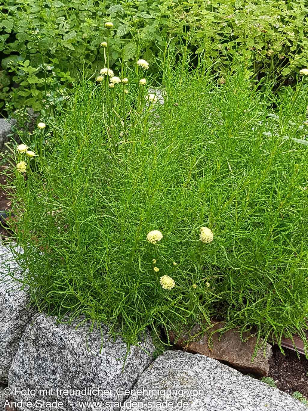 Olivenkraut (Santolina rosmarinifolia)