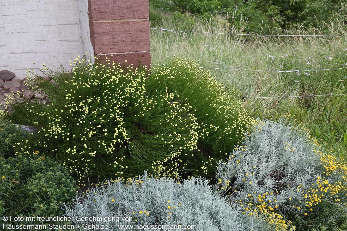 Olivenkraut (Santolina rosmarinifolia)