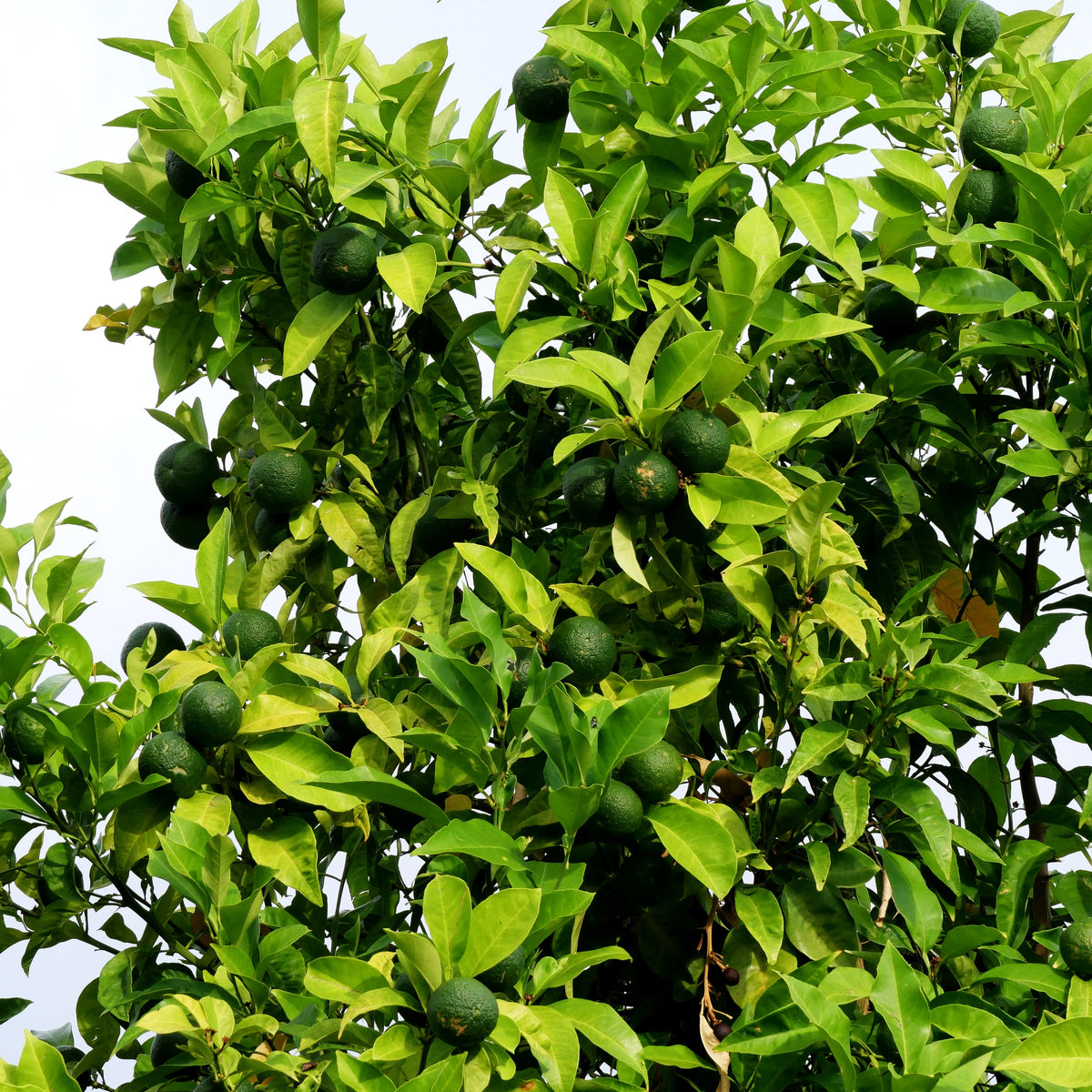 Orange 'Arancio' (Citrus sinensis)