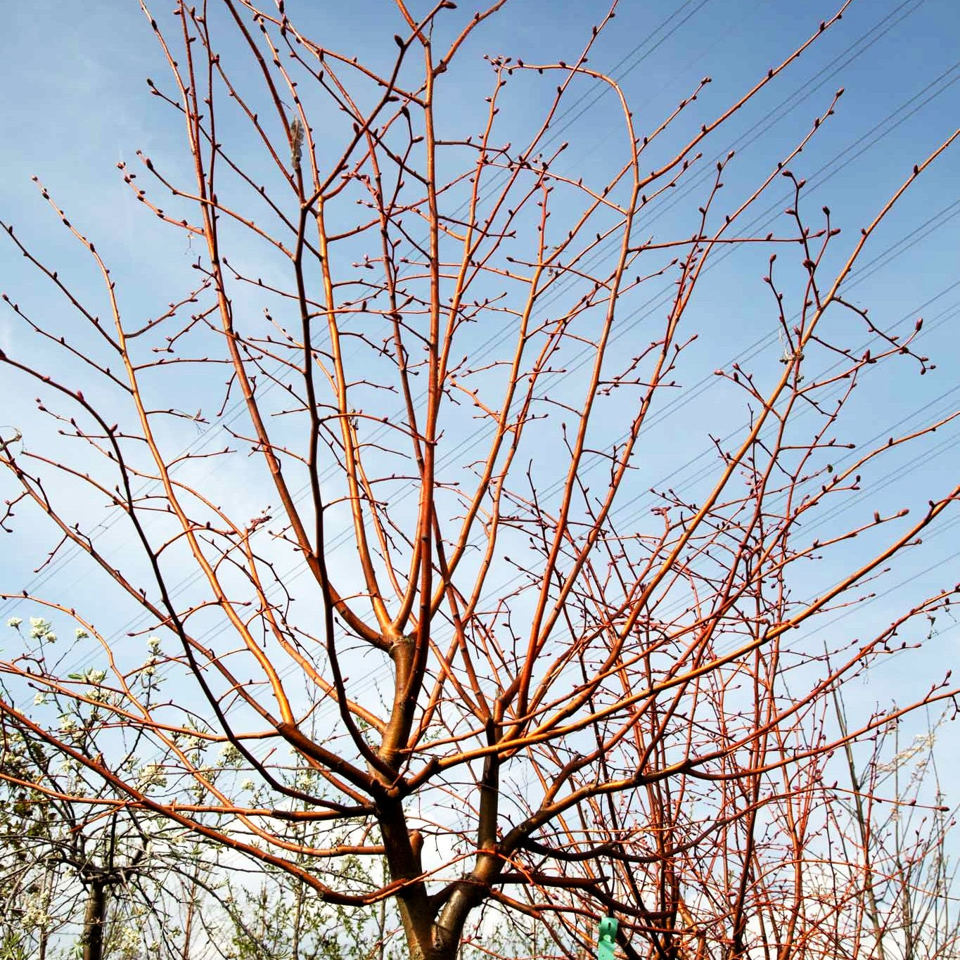 Orangeholzige Winterlinde 'Winter Orange' (Tilia cordata)