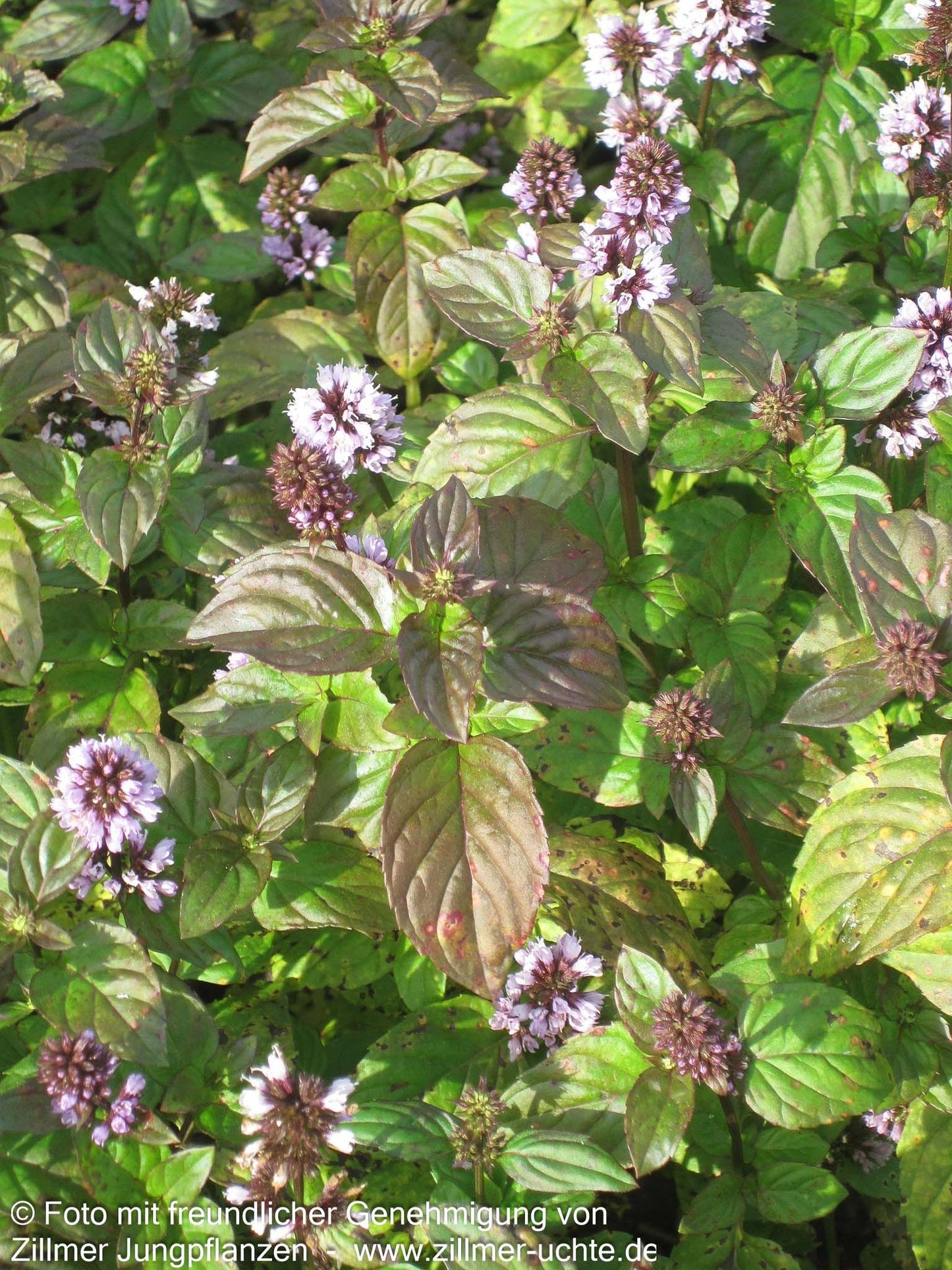 Orangen-Minze 'Orange' (Mentha x piperita var.citrata)