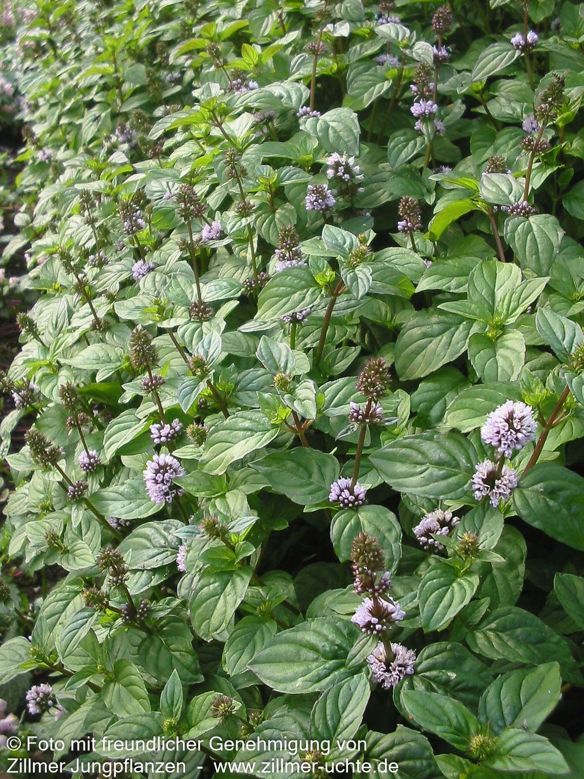 Orangen-Minze 'Orange' (Mentha x piperita var.citrata)