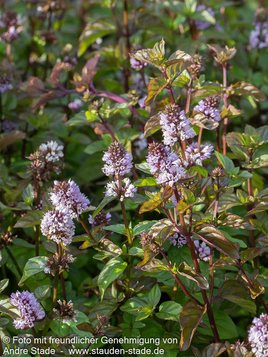 Orangen-Minze 'Orange' (Mentha x piperita var.citrata)