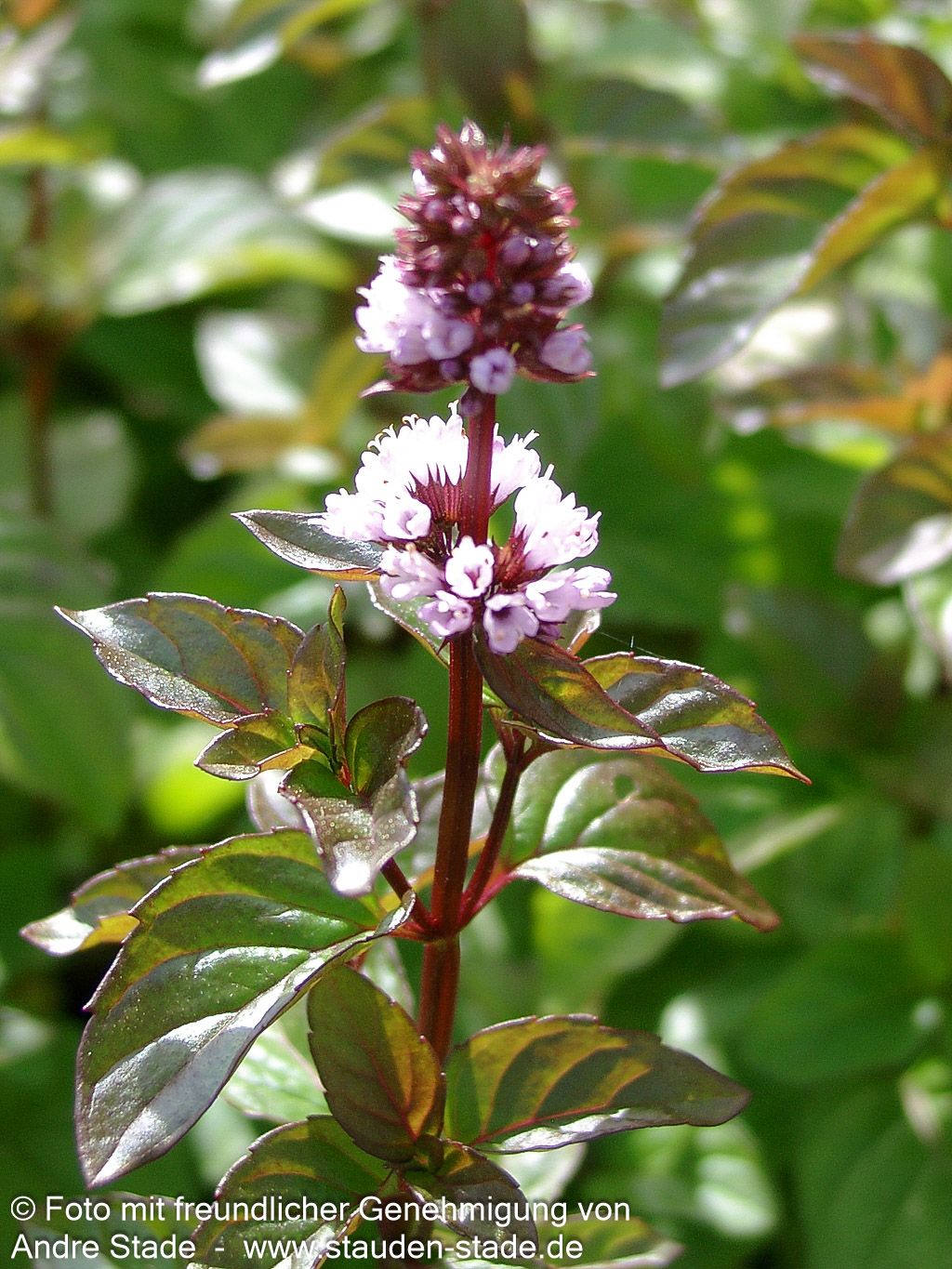 Orangen-Minze 'Orange' (Mentha x piperita var.citrata)