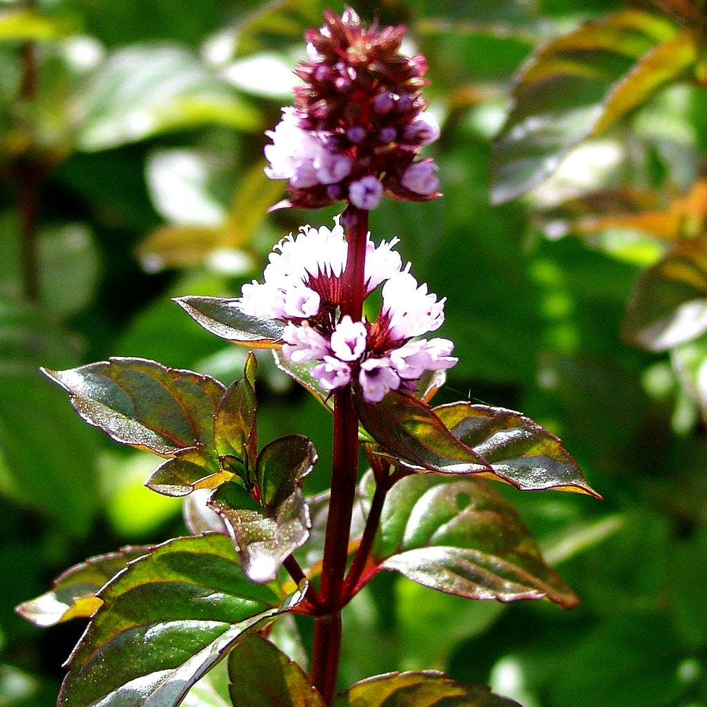 Orangen-Minze 'Orange' (Mentha x piperita var.citrata)