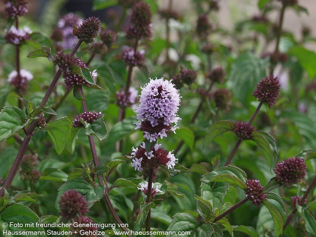 Orangen-Minze 'Orange' (Mentha x piperita var.citrata)