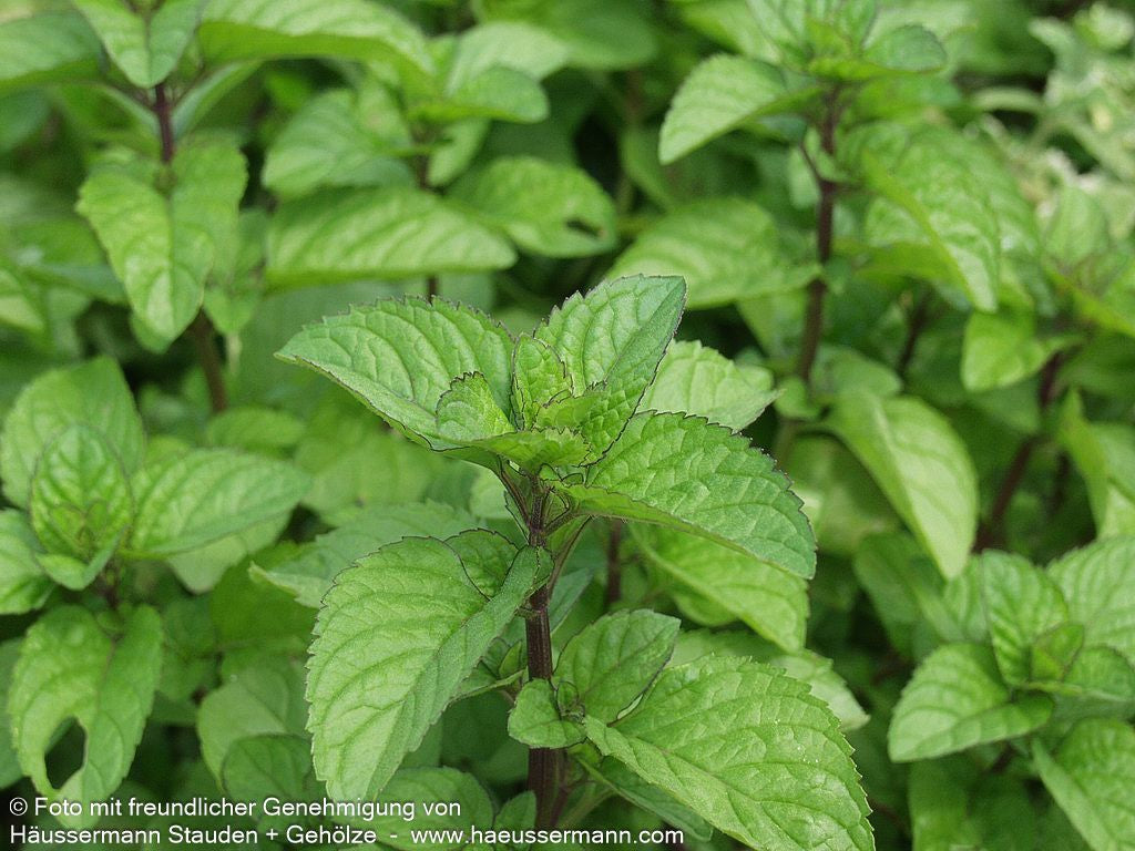 Orangen-Minze 'Orange' (Mentha x piperita var.citrata)