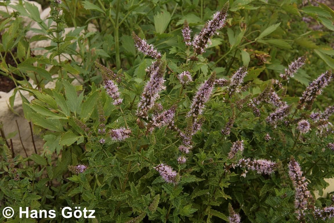 Orangen-Minze 'Orange' (Mentha x piperita var.citrata)