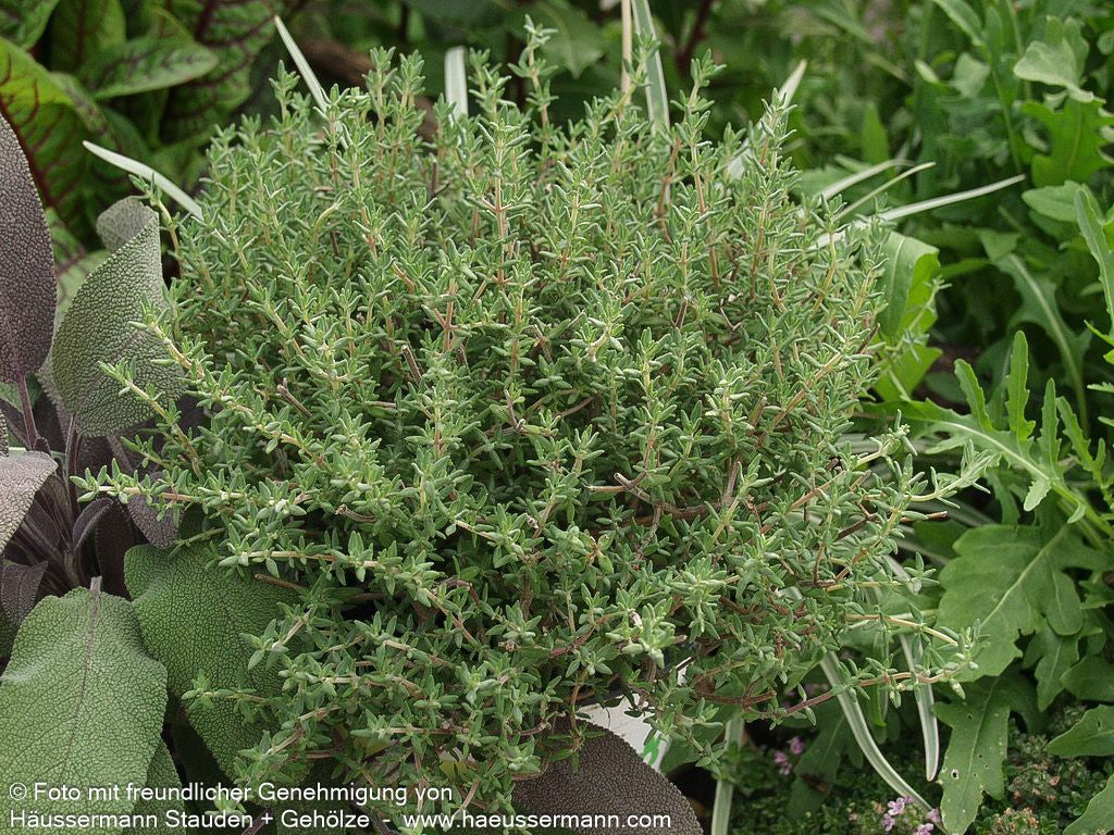 Orangen-Thymian 'Fragrantissimus' (Thymus vulgaris)