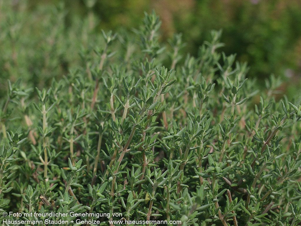 Orangen-Thymian 'Fragrantissimus' (Thymus vulgaris)