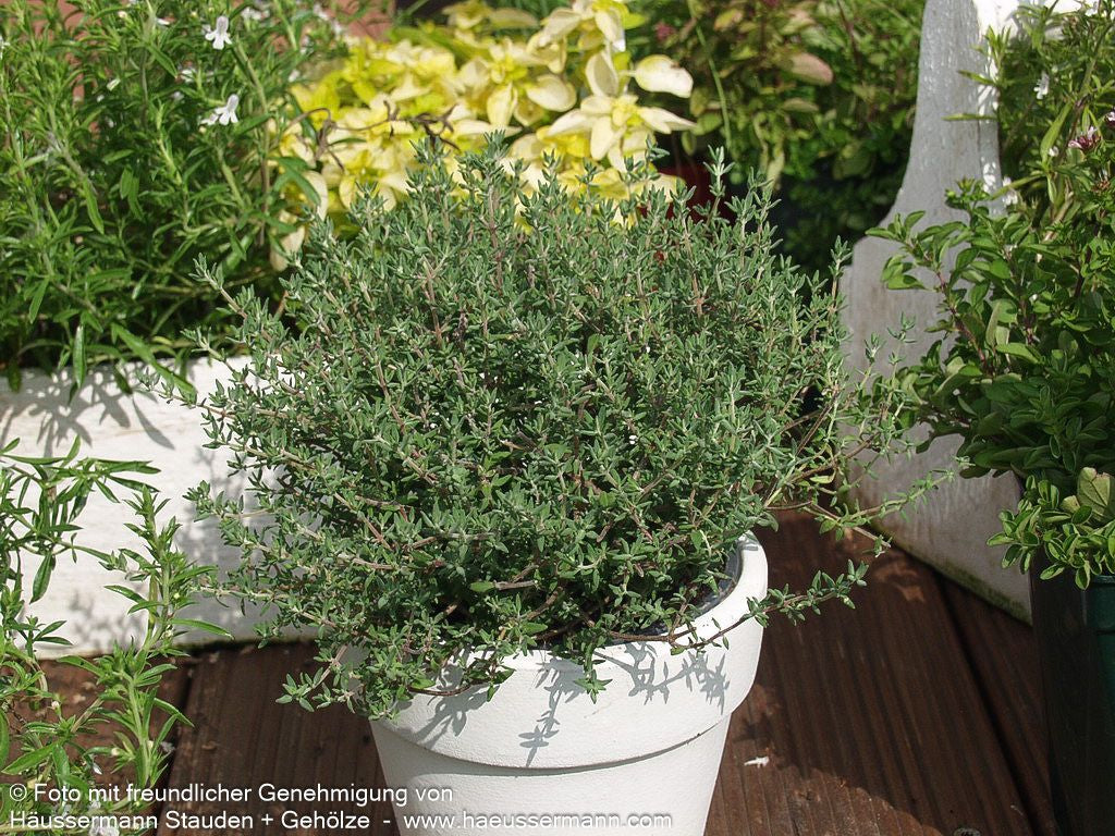 Orangen-Thymian 'Fragrantissimus' (Thymus vulgaris)
