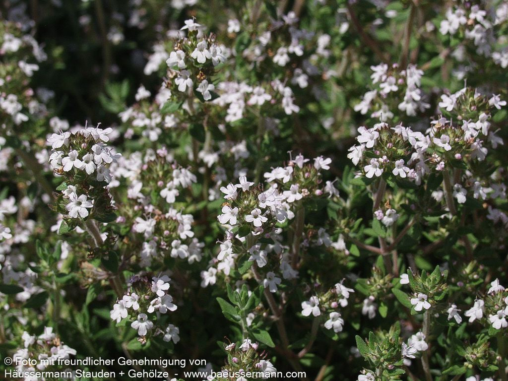 Orangen-Thymian 'Fragrantissimus' (Thymus vulgaris)
