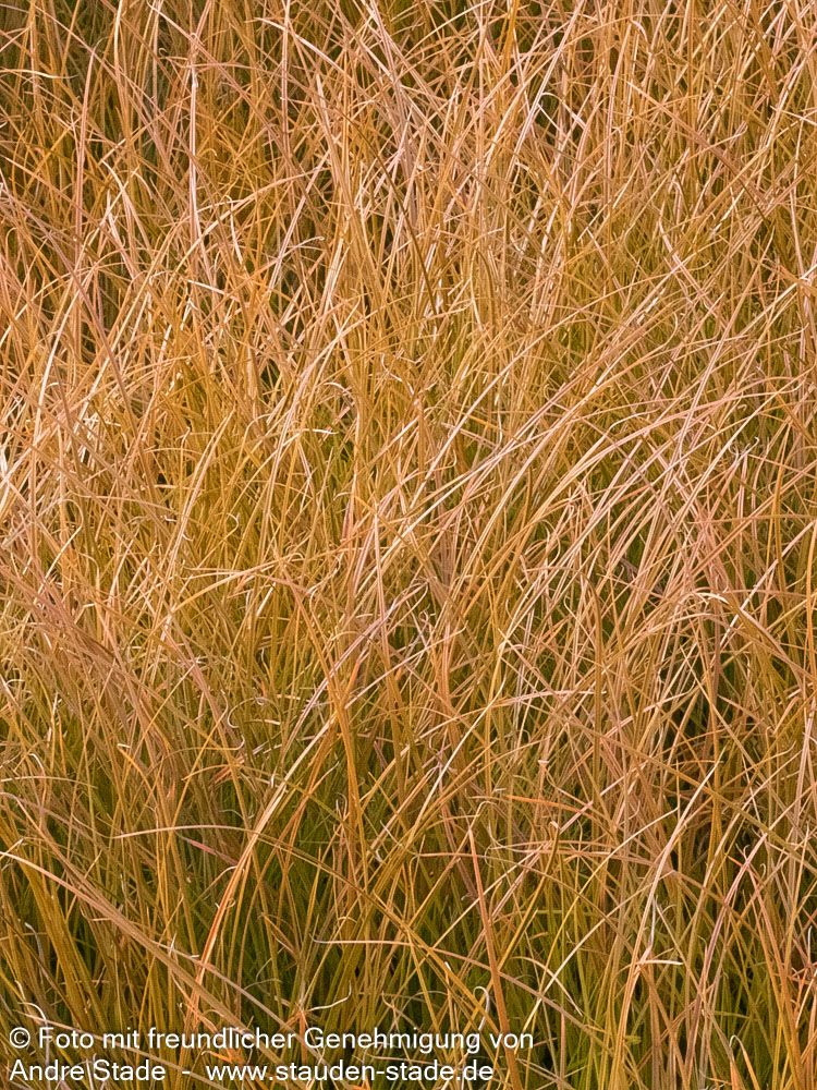 Orangerote Neuseeland-Segge 'Prairie Fire' (Carex testacea)