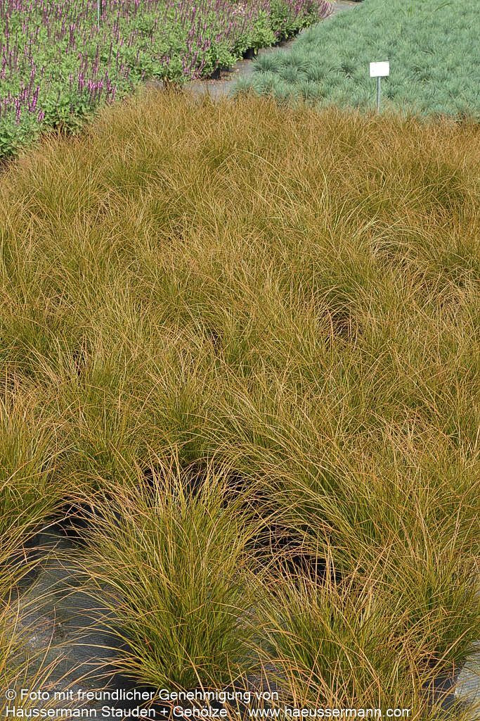 Orangerote Neuseeland-Segge 'Prairie Fire' (Carex testacea)