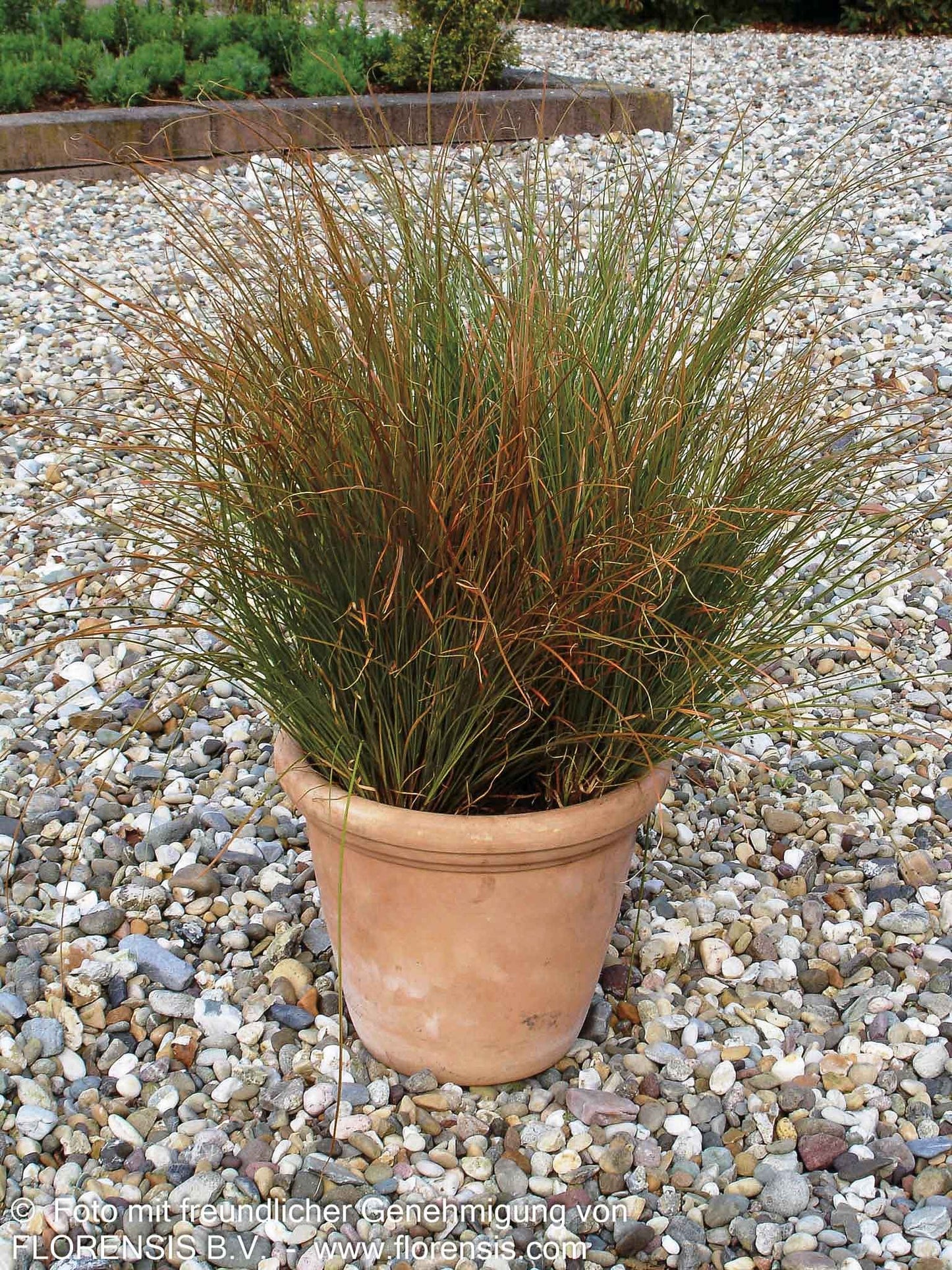 Orangerote Neuseeland-Segge 'Prairie Fire' (Carex testacea)