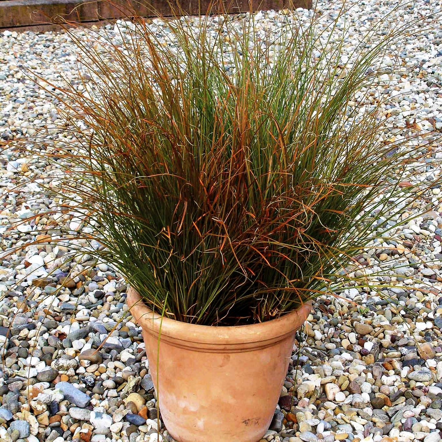 Orangerote Neuseeland-Segge 'Prairie Fire' (Carex testacea)