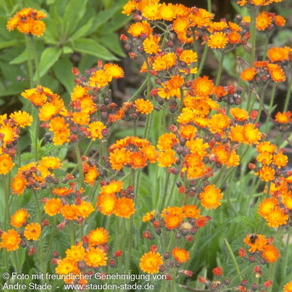 Orangerotes Habichtskraut (Hieracium aurantiacum)