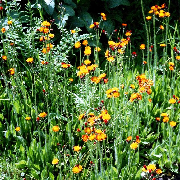 Orangerotes Habichtskraut (Hieracium aurantiacum)
