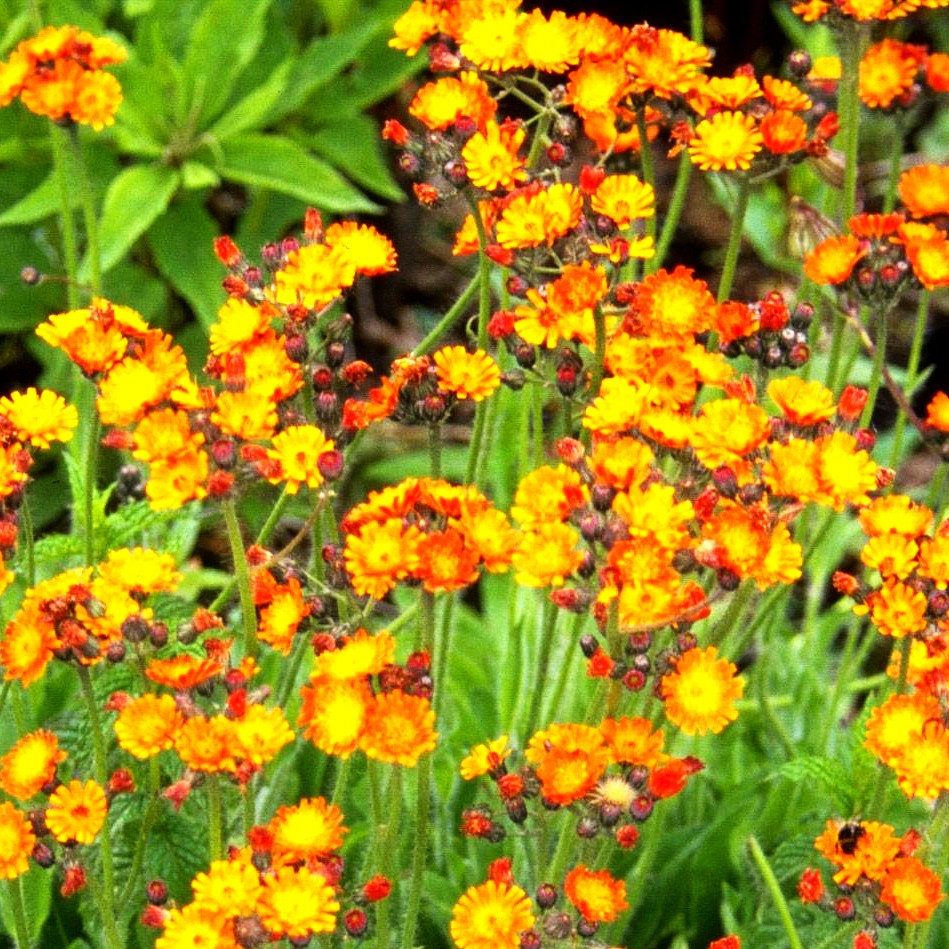 Orangerotes Habichtskraut (Hieracium aurantiacum)