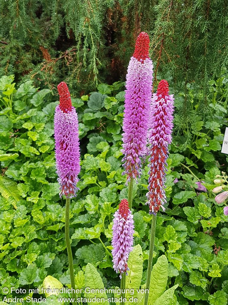 Orchideen-Primel (Primula vialii)