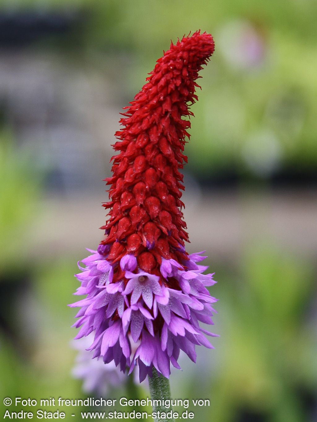 Orchideen-Primel (Primula vialii)