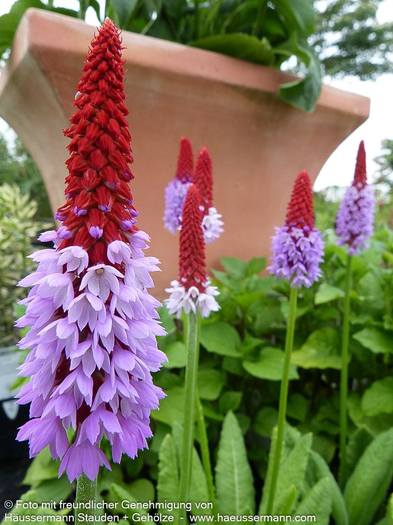Orchideen-Primel (Primula vialii)
