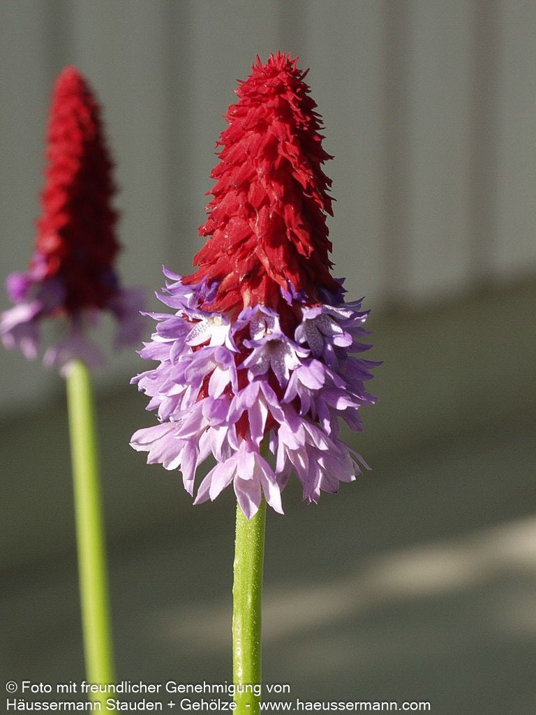 Orchideen-Primel (Primula vialii)