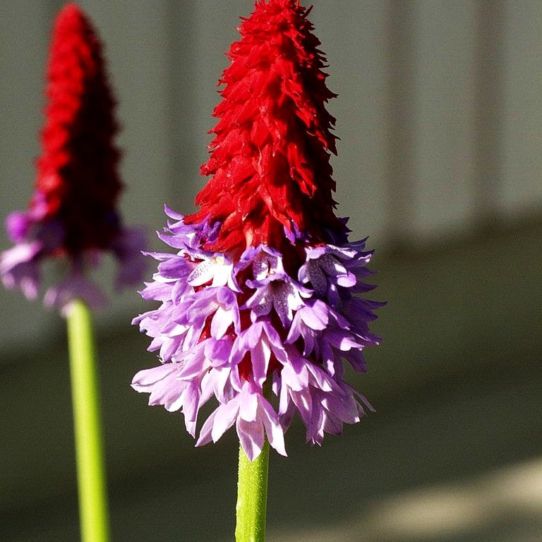 Orchideen-Primel (Primula vialii)