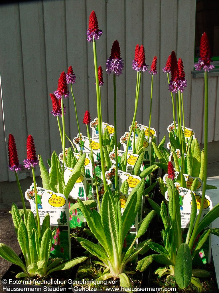 Orchideen-Primel (Primula vialii)