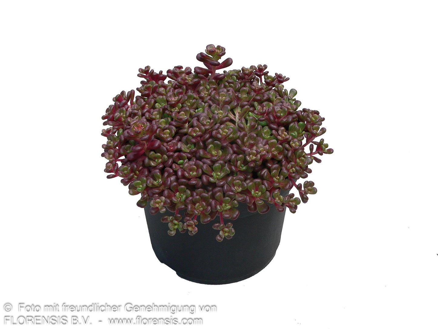 Oregon-Fettblatt (Sedum oreganum)