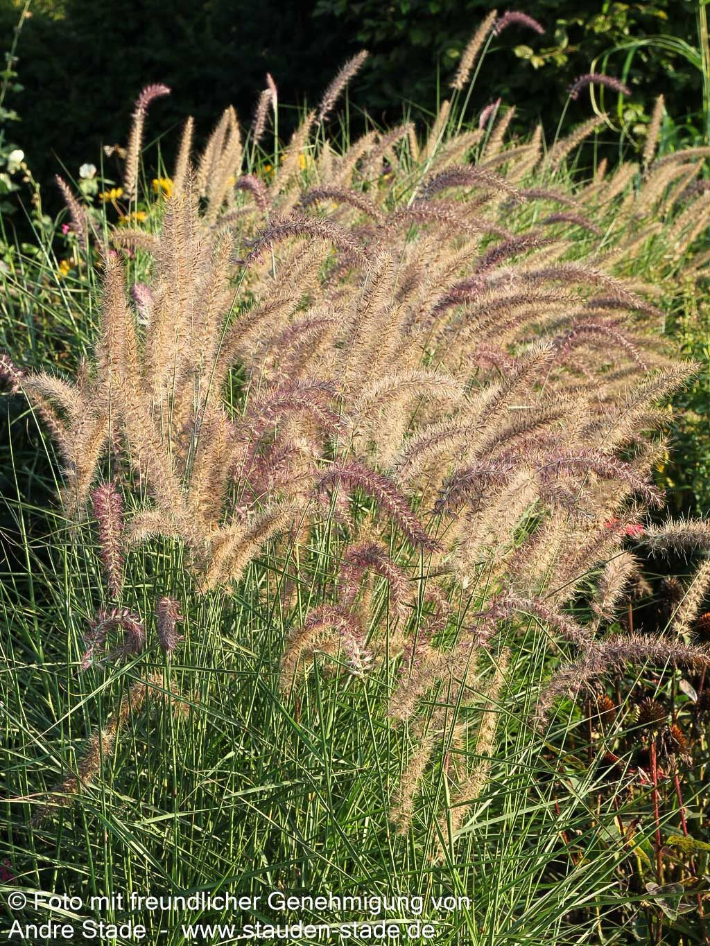 Orient-Lampenputzergras 'Karley Rose' (Pennisetum orientale)