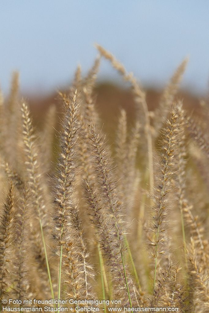 Orient-Lampenputzergras 'Karley Rose' (Pennisetum orientale)