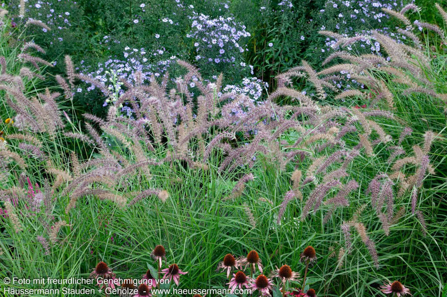 Orient-Lampenputzergras 'Karley Rose' (Pennisetum orientale)