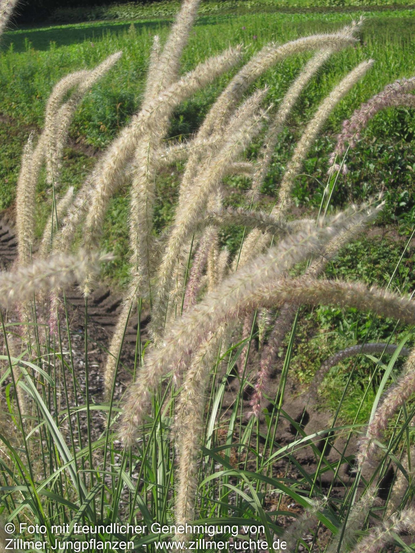 Orient-Lampenputzergras 'Tall Tails' (Pennisetum orientale)