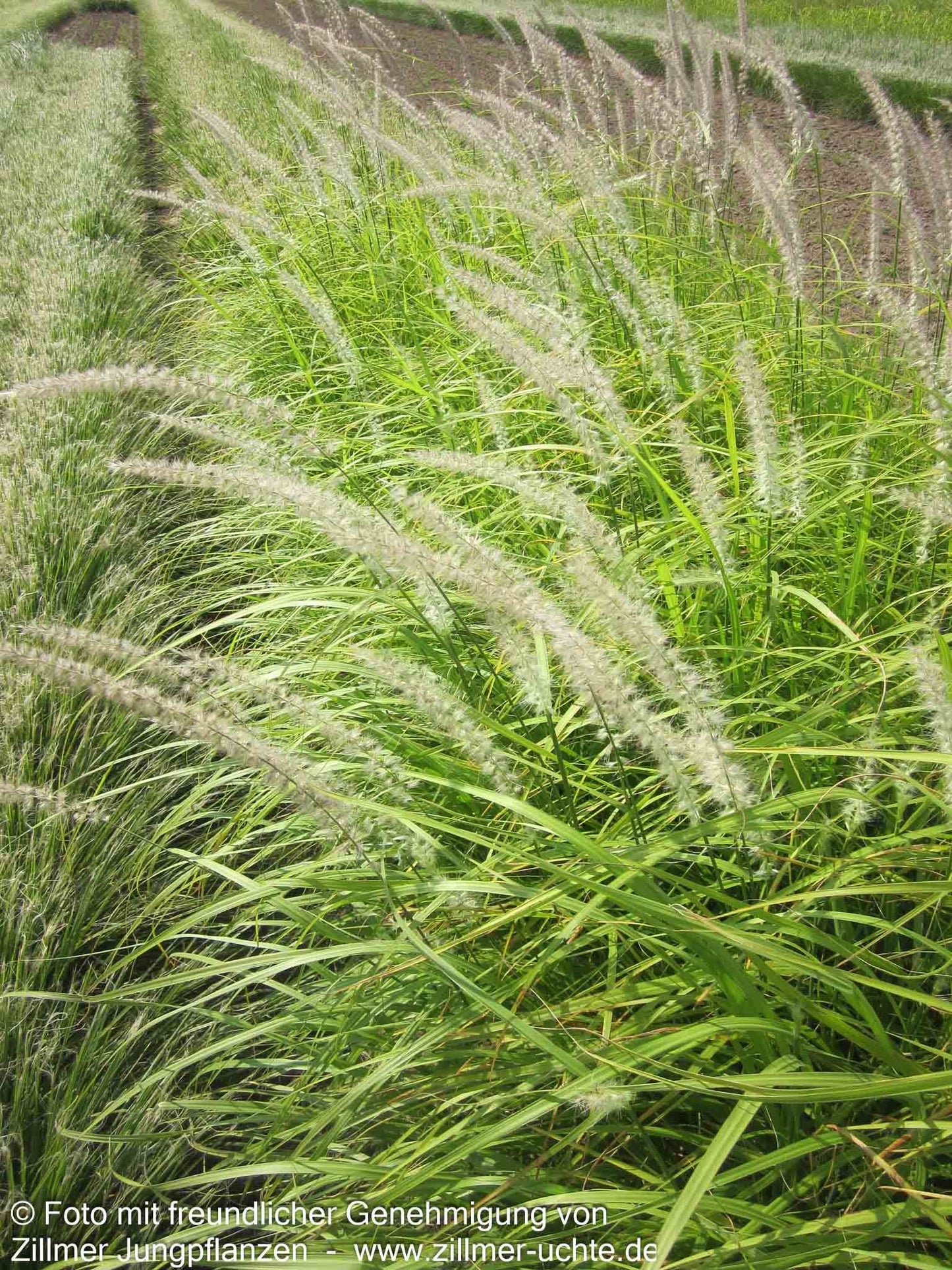 Orient-Lampenputzergras 'Tall Tails' (Pennisetum orientale)