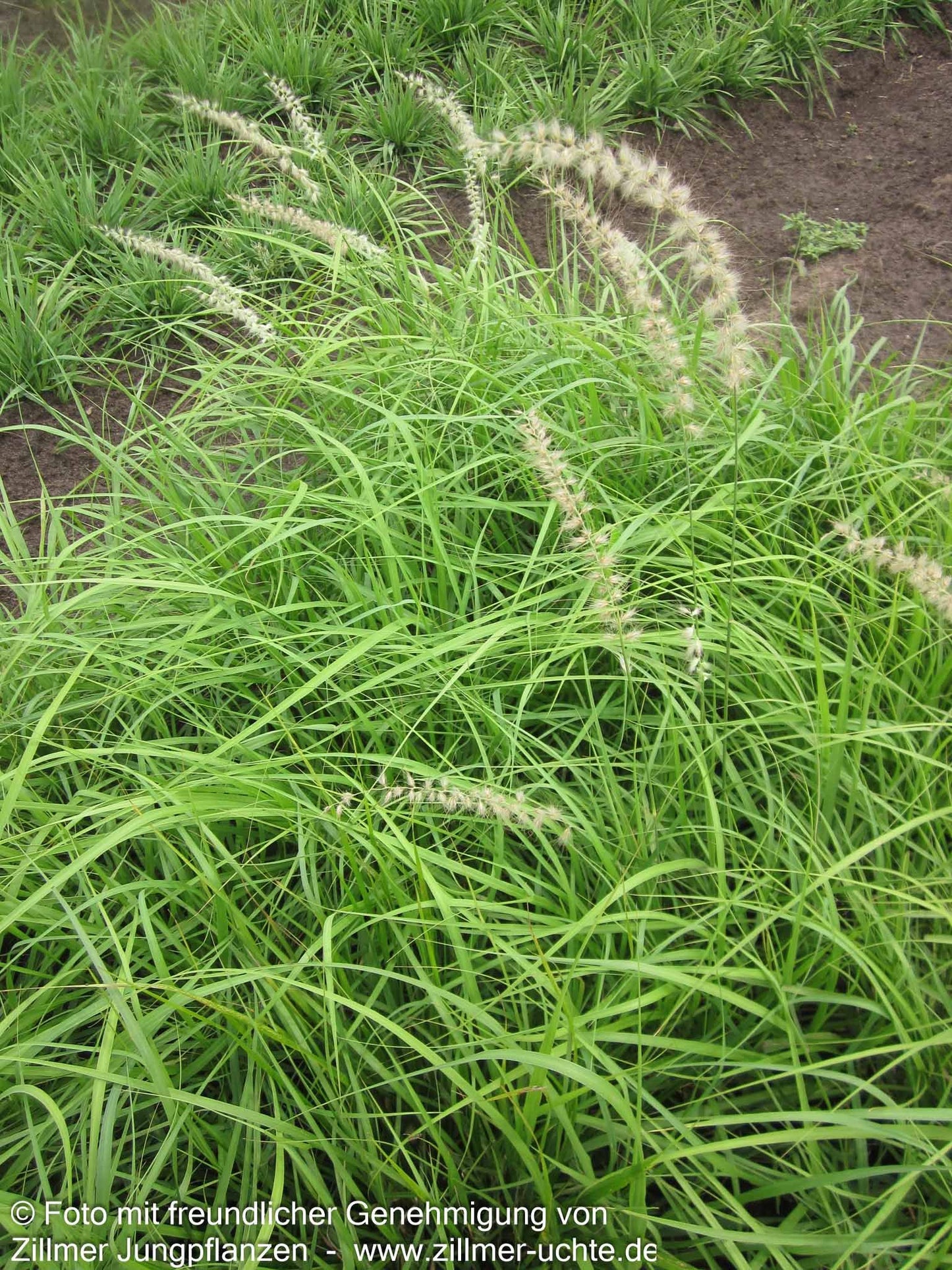 Orient-Lampenputzergras 'Tall Tails' (Pennisetum orientale)
