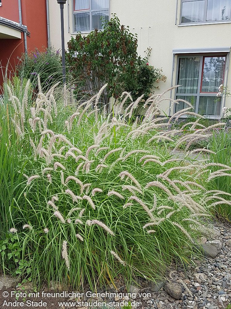 Orient-Lampenputzergras 'Tall Tails' (Pennisetum orientale)