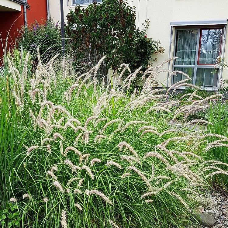 Orient-Lampenputzergras 'Tall Tails' (Pennisetum orientale)