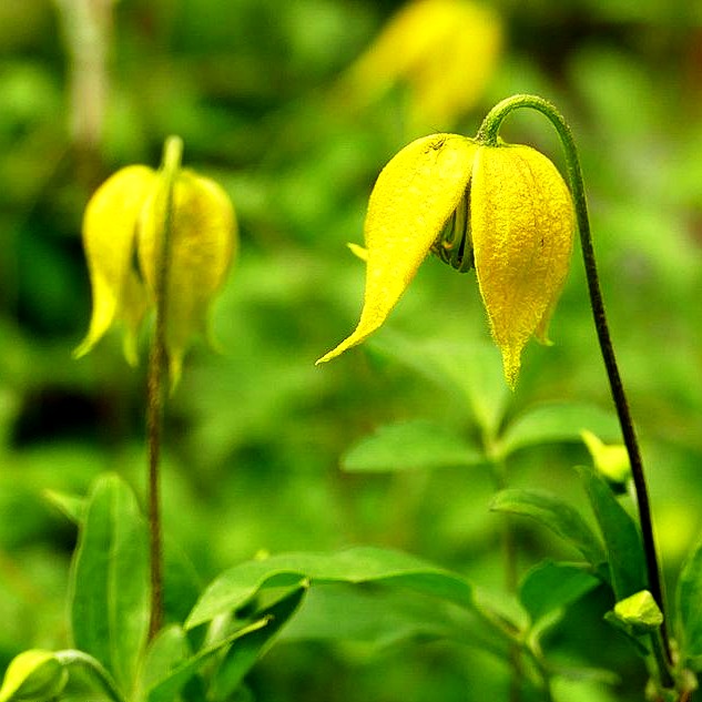 Orientalische Waldrebe 'Orange Peel' (Clematis orientalis)