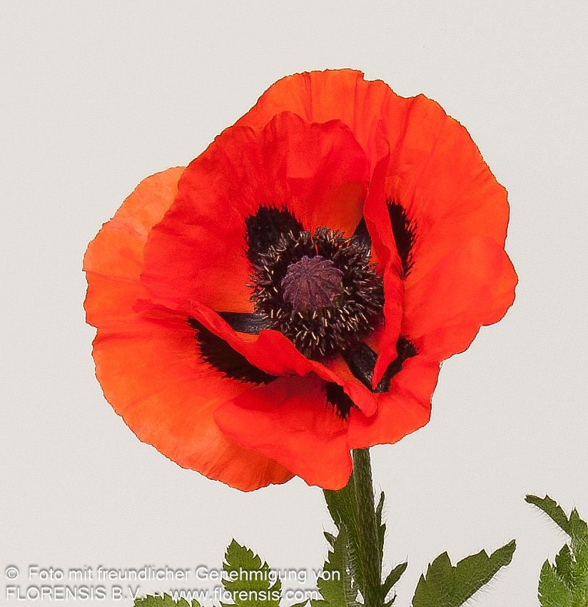 Orientalischer Mohn 'Brillant' (Papaver orientale)