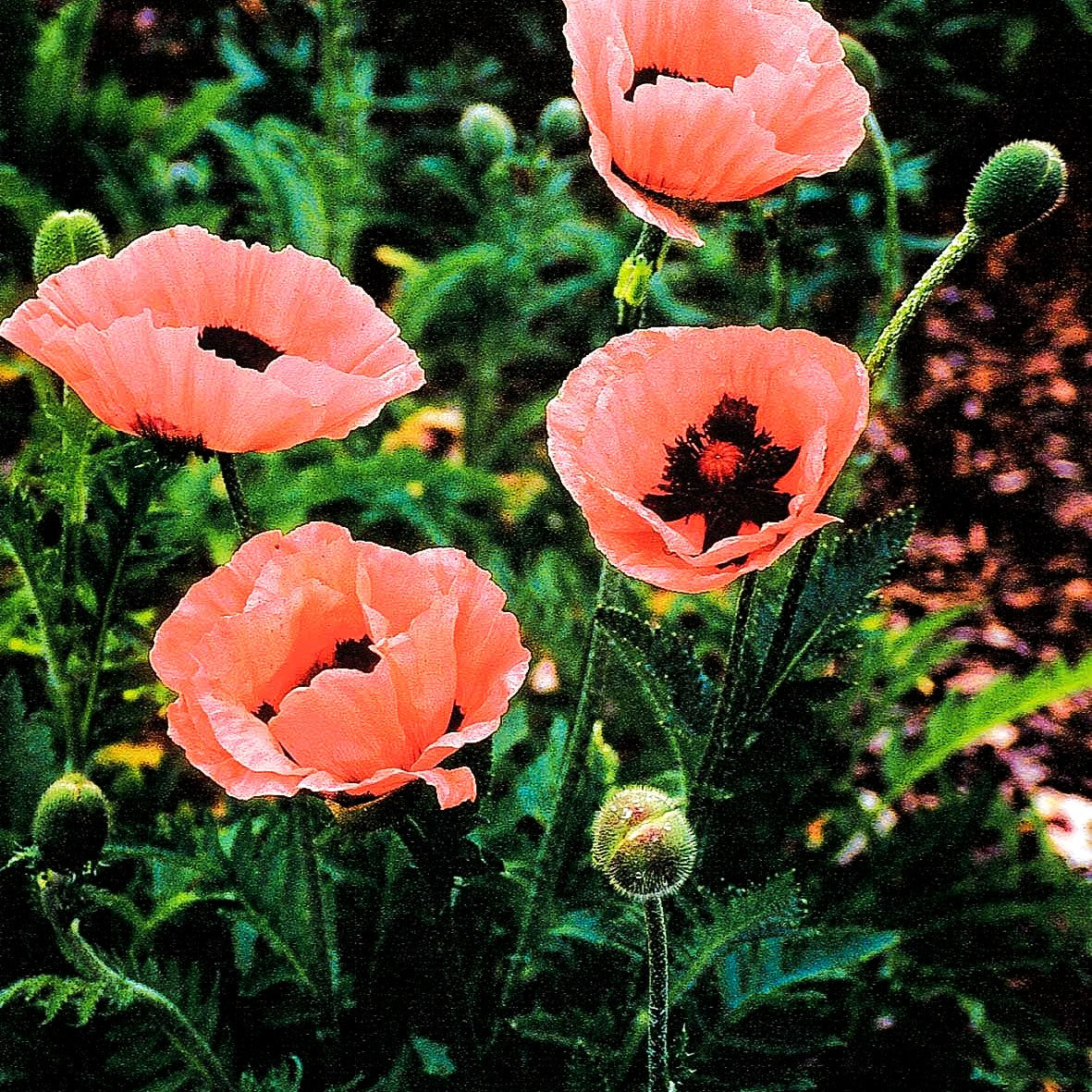 Orientalischer Mohn 'Prinzessin Victoria Louise' (Papaver orientale)