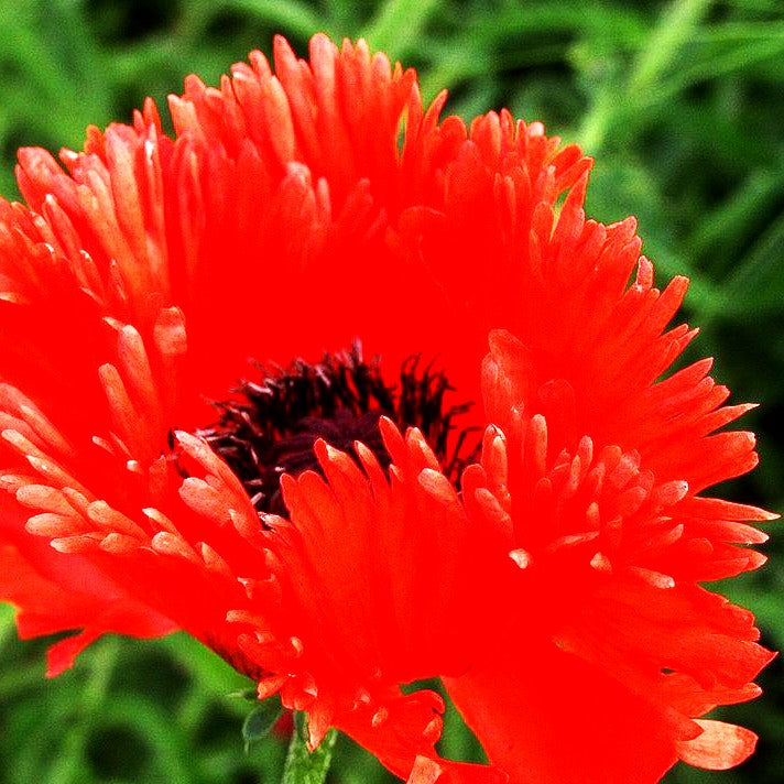 Orientalischer Mohn 'Türkenlouis' (Papaver orientale)