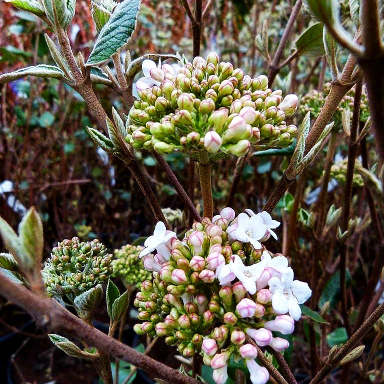 Oster-Schneeball 'Anne Russel' (Viburnum x burkwoodii)