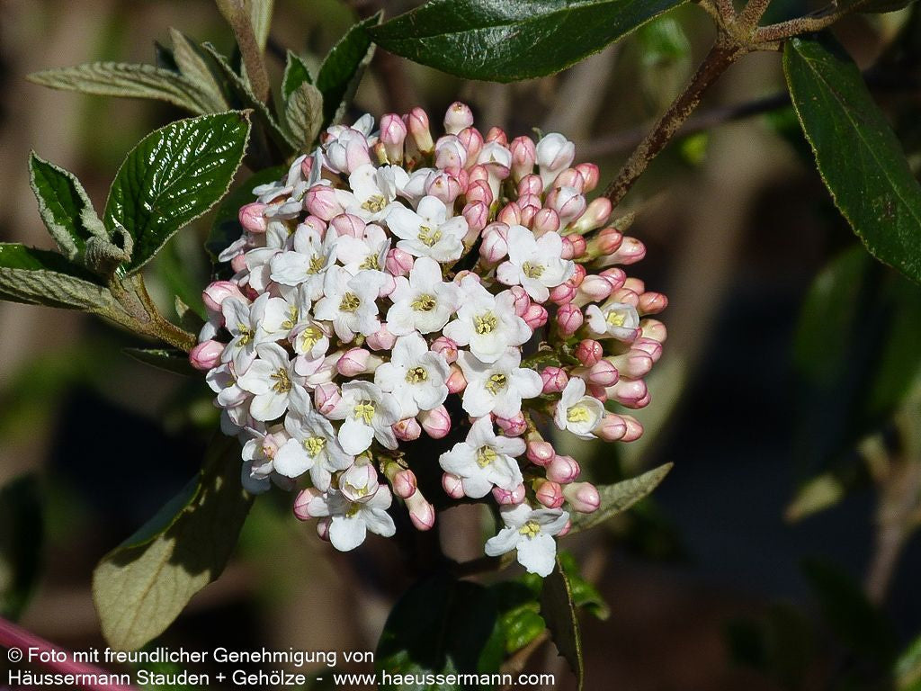 Oster-Schneeball (Viburnum x burkwoodii)